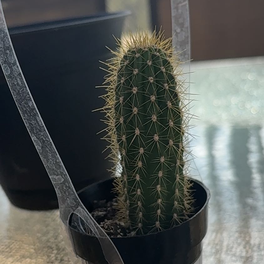 Photo of the plant species Echinopsis 'Huascha' by @SoothingJonquil named Viper on Greg, the plant care app