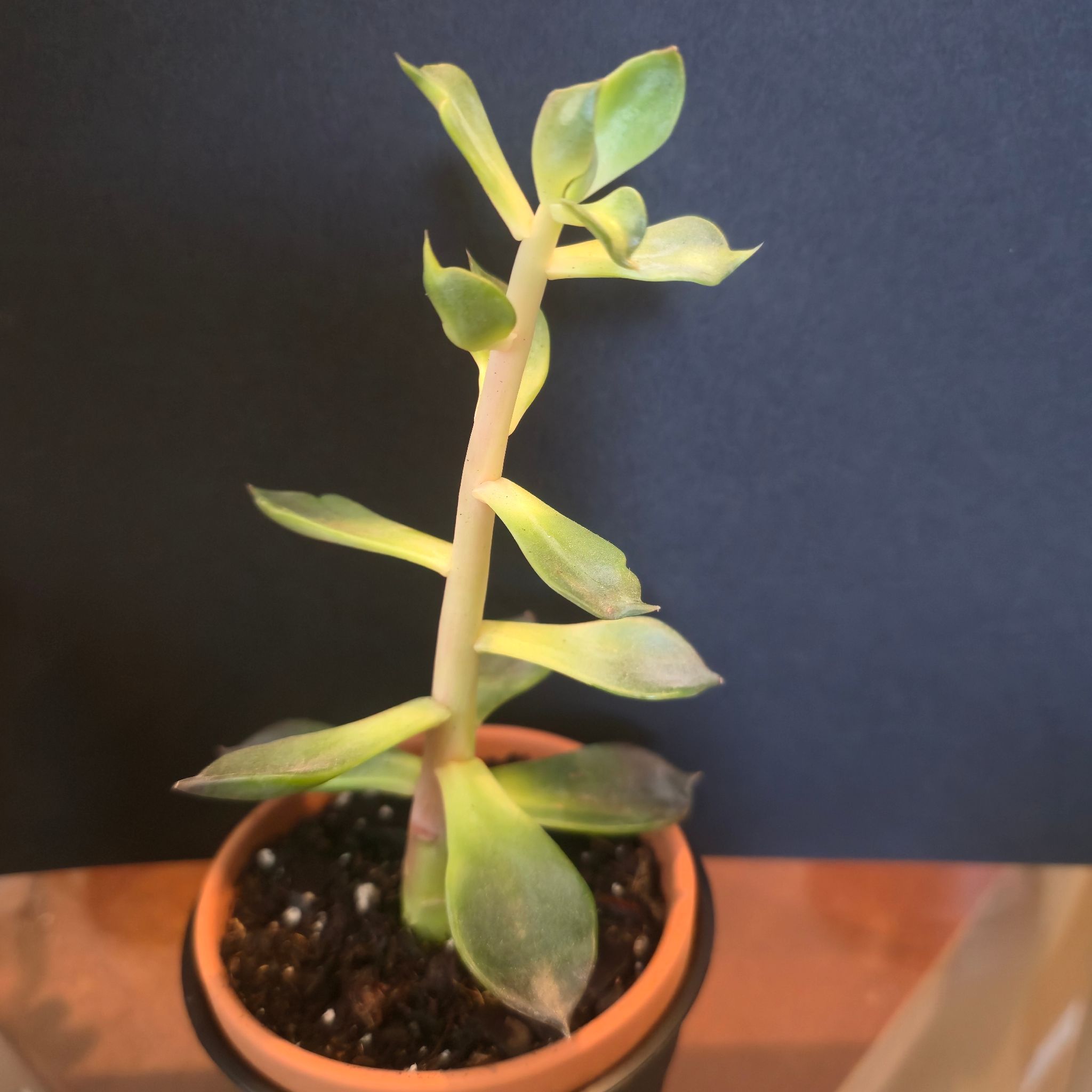 Photo of the plant species Echeveria 'Dark Moon' by @YeveMahoe76 named Stacey on Greg, the plant care app