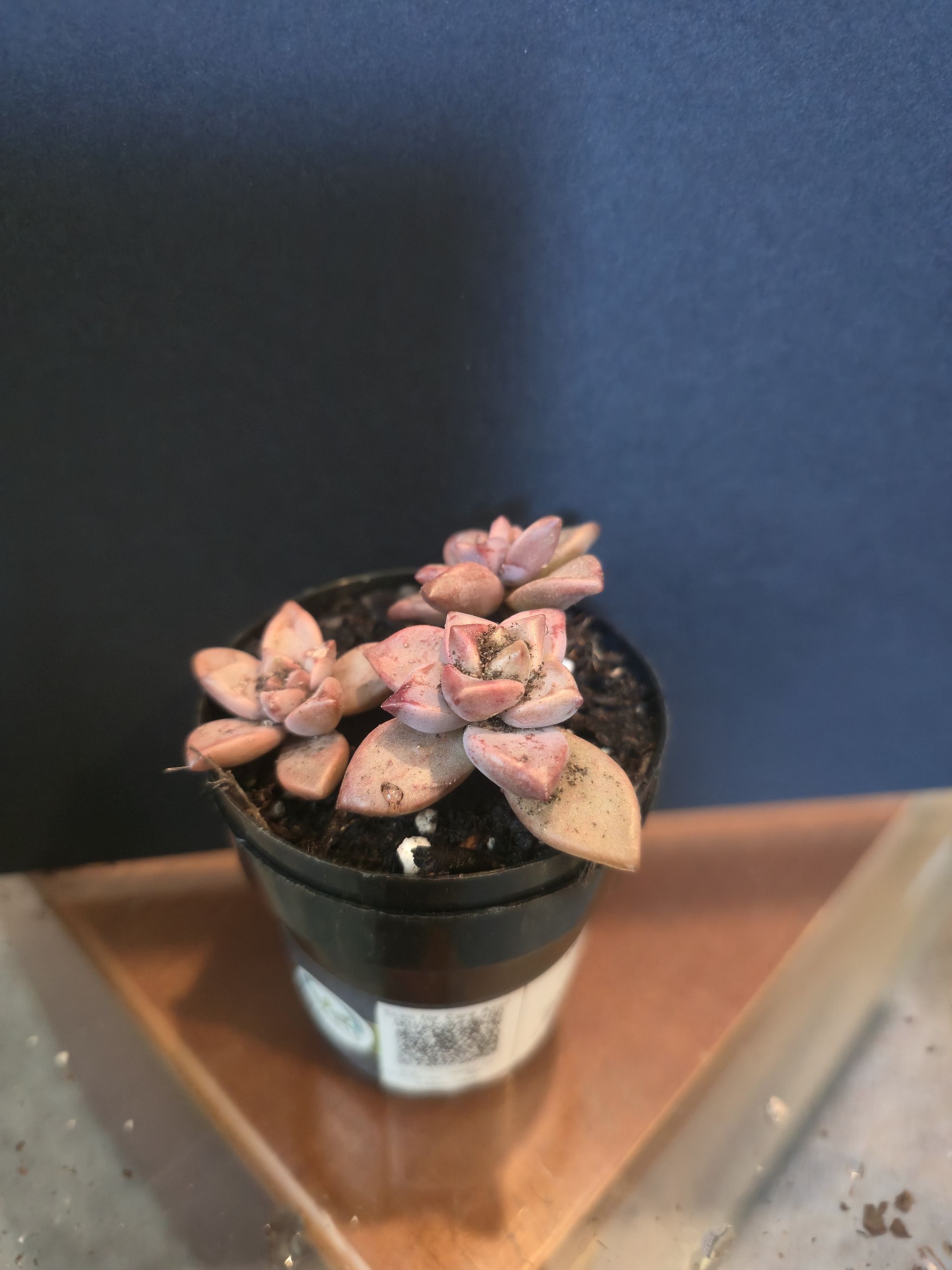 Photo of the plant species Graptosedum 'Vera Higgins' by @YeveMahoe76 named SueZand on Greg, the plant care app