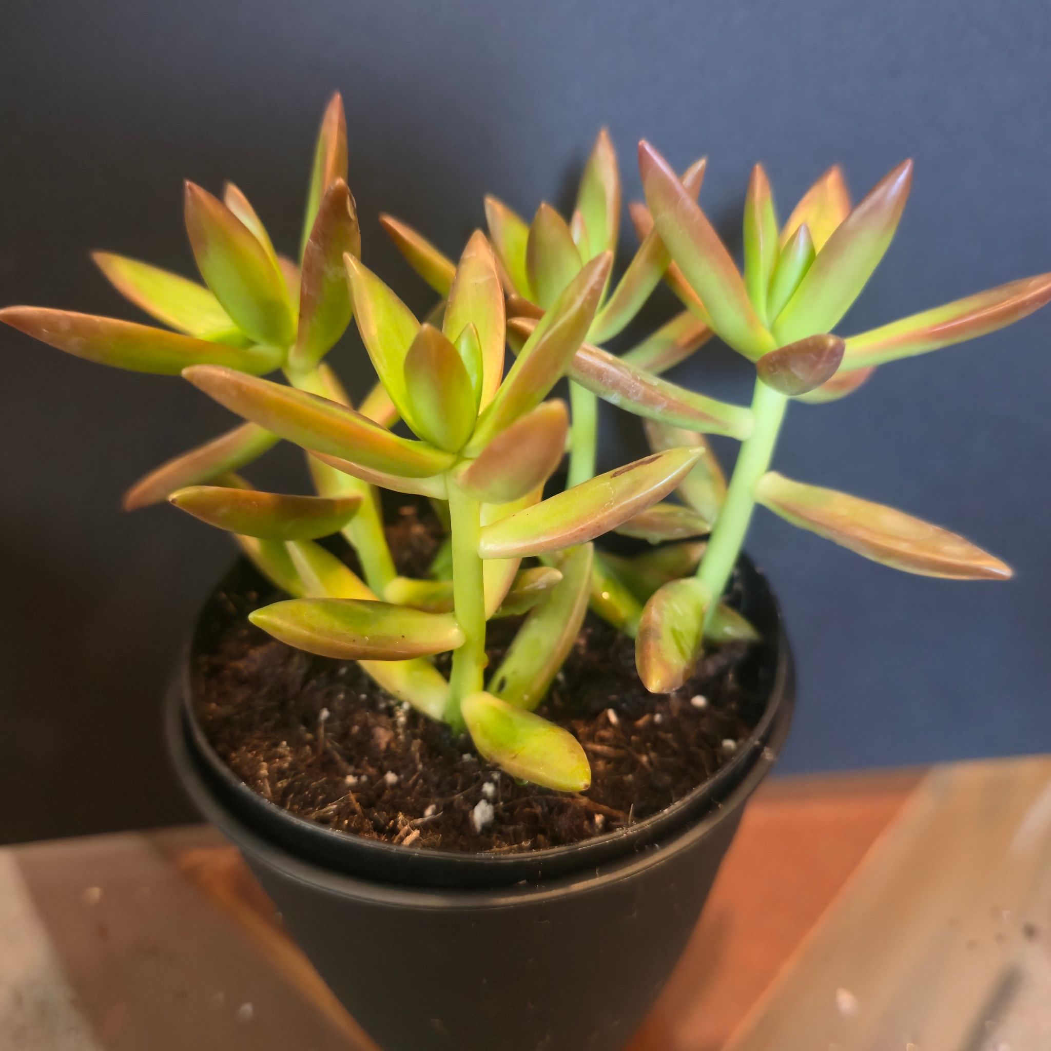 Photo of the plant species Sedum Adolphi by @YeveMahoe76 named The Dean's on Greg, the plant care app