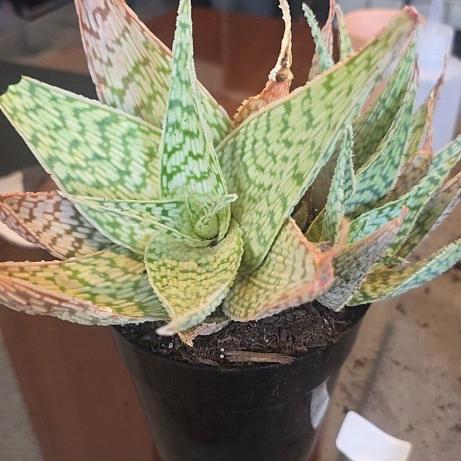 Photo of the plant species Aloe 'Delta Lights' by @YeveMahoe76 named The Star's on Greg, the plant care app
