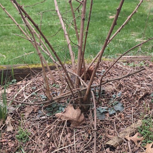 Photo of the plant species Japanese Knotweed by @josho named Taylor Swift on Greg, the plant care app