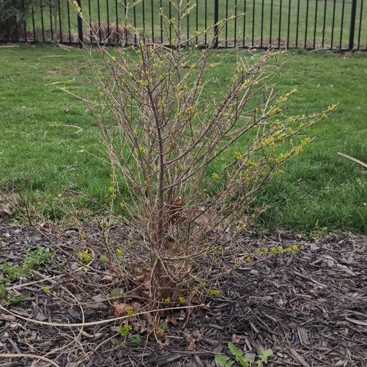 Photo of the plant species Border Forsythia by @josho named Morgan Treeman on Greg, the plant care app
