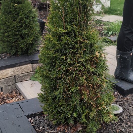 Photo of the plant species Emerald Green Arborvitae by @josho named Austen on Greg, the plant care app