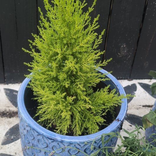 Photo of the plant species Lemon Cypress by @josho named Elle on Greg, the plant care app