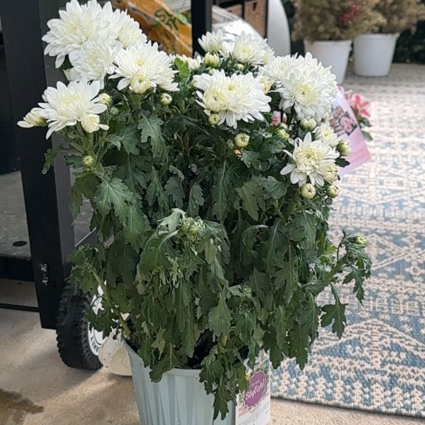 Photo of the plant species Florist's Daisy by @JoyousSourwood9 named Harmony on Greg, the plant care app