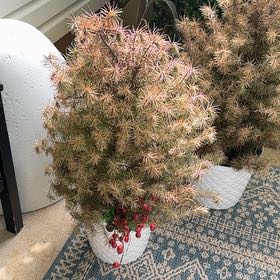 Photo of the plant species Stone Pine by @JoyousSourwood9 named Stella on Greg, the plant care app