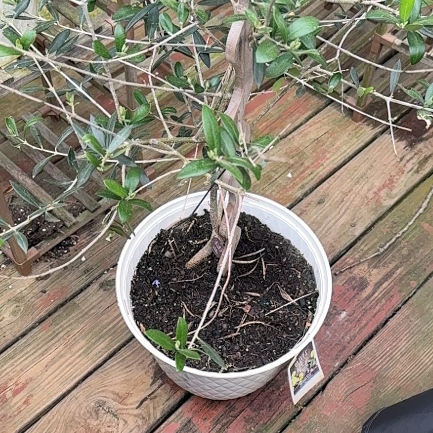 Photo of the plant species Olive Tree by @JoyousSourwood9 named Daphne on Greg, the plant care app