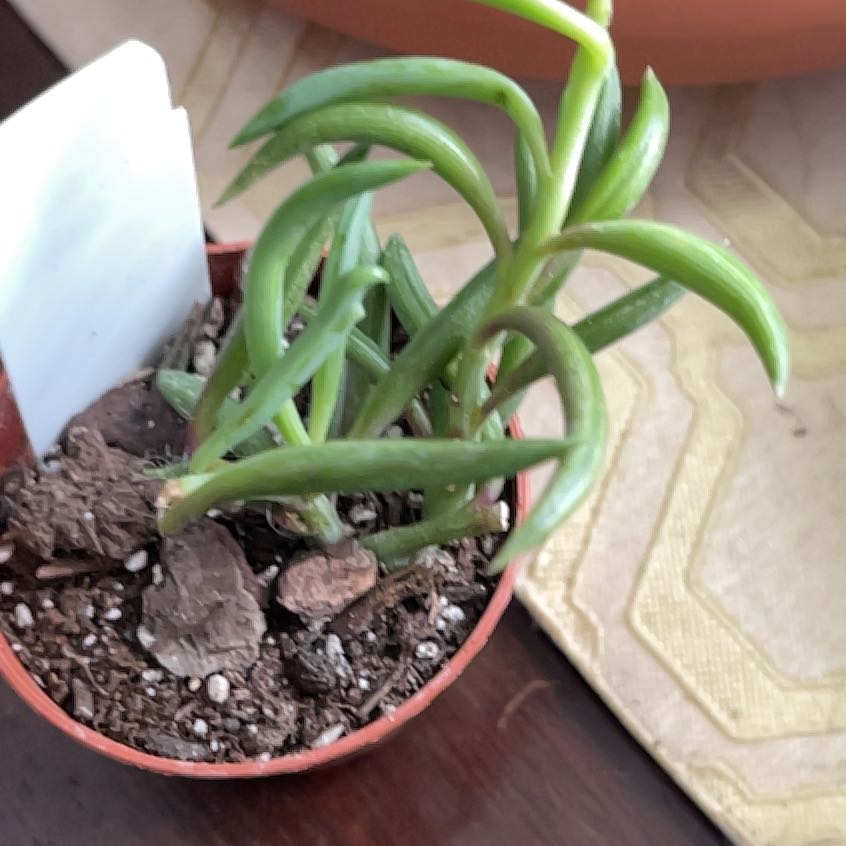 Photo of the plant species String of Fish Hooks by @PeakFlyagaric97 named Wall-E on Greg, the plant care app