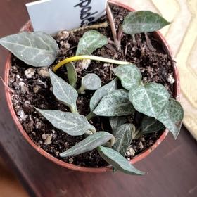 Photo of the plant species String of Spades by @PeakFlyagaric97 named LiloStitch on Greg, the plant care app