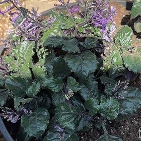 Photo of the plant species Mona Lavender by @GreatLecanora36 named Marilyn on Greg, the plant care app