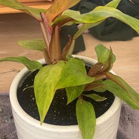 Photo of the plant species Prismacolor Fall Leaves by @ElectricComet83 named Sonora on Greg, the plant care app