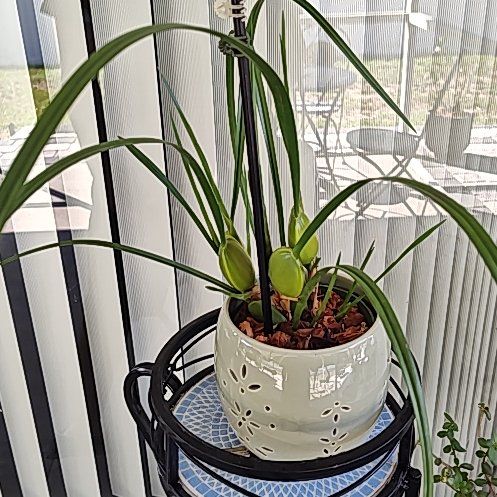 Photo of the plant species Coconut Orchid by @TopAtom4 named Kylie on Greg, the plant care app