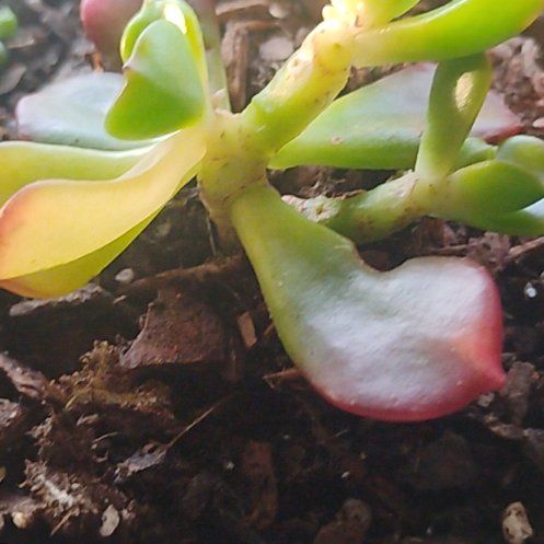 Photo of the plant species Tree Stonecrop by @TutorCobnut99 named Aria on Greg, the plant care app