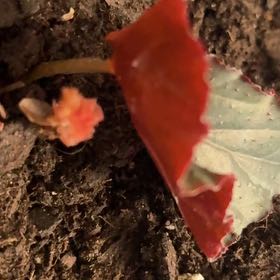 Photo of the plant species Sunset Bells by @ArdentQuenepa81 named Sahara on Greg, the plant care app