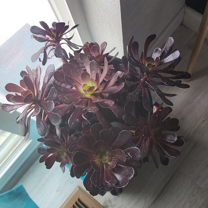 Photo of the plant species Aeonium arboreum 'Zwartkop' by @ElatedTreeivy75 named Gothic on Greg, the plant care app