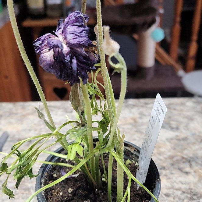 Photo of the plant species Ranunculus raeae by @GemAgboy24 named Drake on Greg, the plant care app