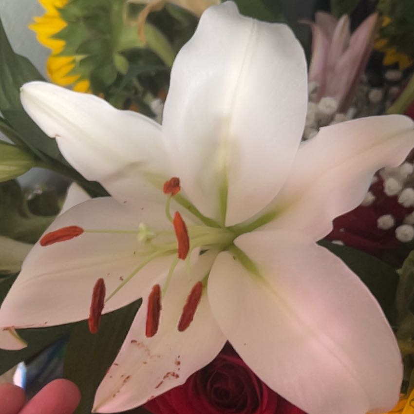 Photo of the plant species Madonna Lily by @SereneLovage9 named Emerson on Greg, the plant care app