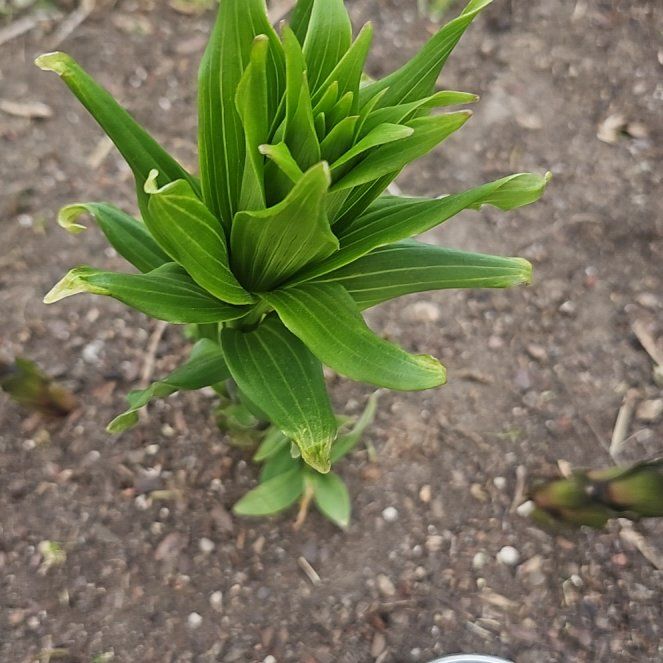 Photo of the plant species Martagon Lily by @CivicTutsan77 named Gates on Greg, the plant care app