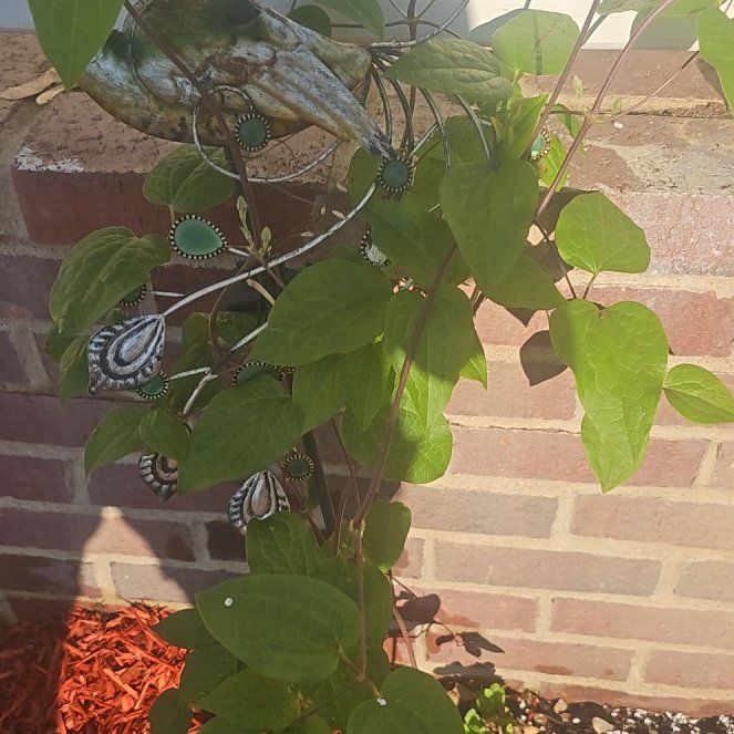 Photo of the plant species Purple Clematis by @CivicTutsan77 named Achilles on Greg, the plant care app