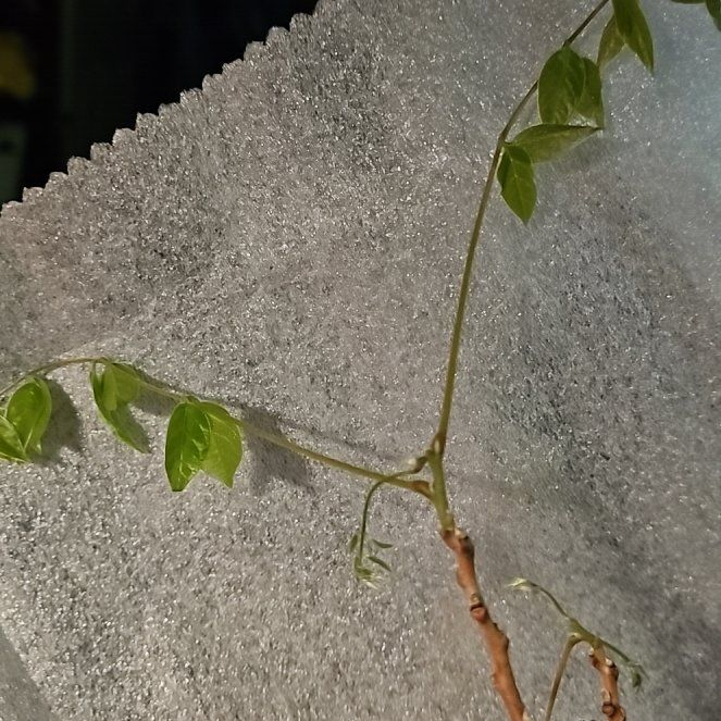 Photo of the plant species Blue Moon Wisteria by @GentleBacopa78 named Rainier on Greg, the plant care app