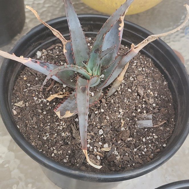 Photo of the plant species Aloe divaricata 'Diablo' by @YummyMostii84 named Doja Cat on Greg, the plant care app