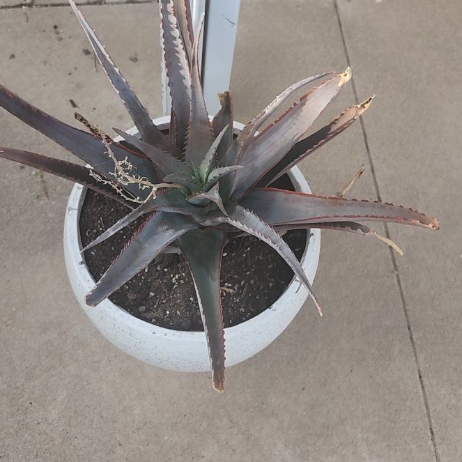 Photo of the plant species Aloe divaricata 'Diablo' by @YummyMostii84 named Sonora on Greg, the plant care app