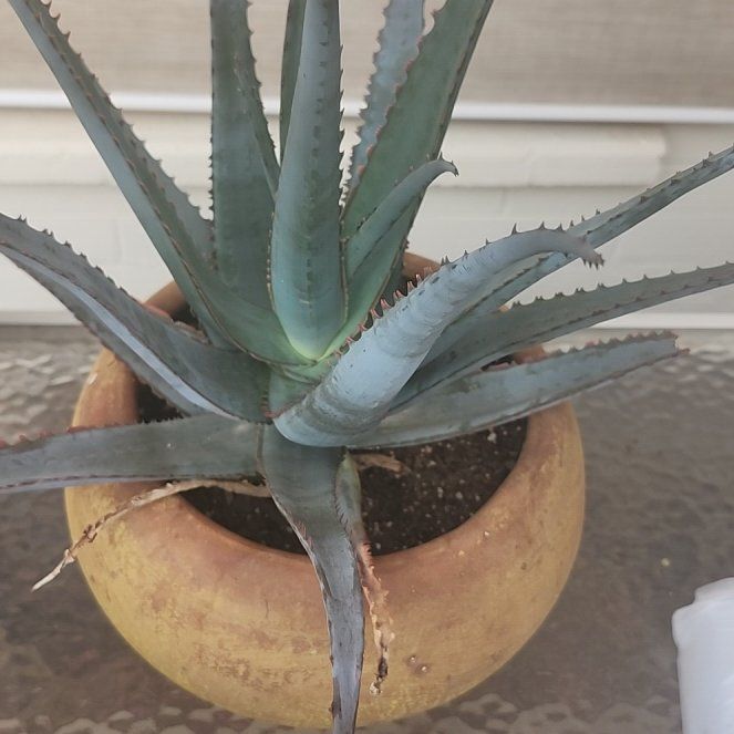 Photo of the plant species Aloe divaricata 'Diablo' by @YummyMostii84 named Kobe on Greg, the plant care app