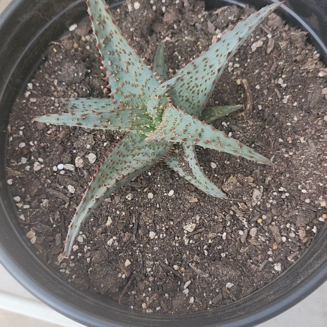 Photo of the plant species Aloe castilloniae 'Blue’ by @YummyMostii84 named Khaleesi on Greg, the plant care app