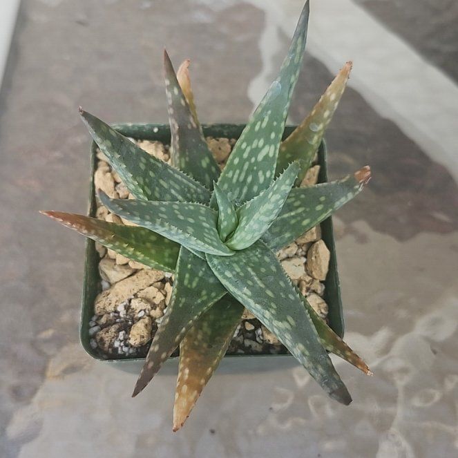 Photo of the plant species Aloe pictifolia by @YummyMostii84 named Treeyoncé on Greg, the plant care app