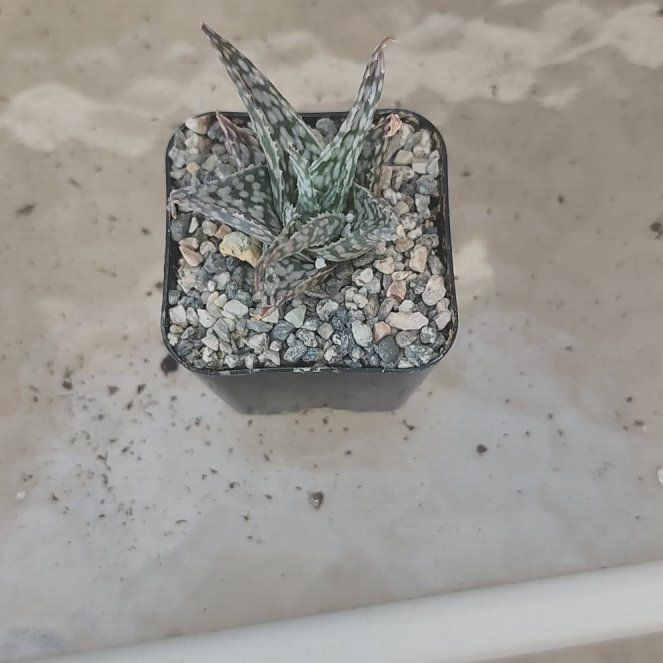 Photo of the plant species Aloe 'Blizzard' by @YummyMostii84 named Sherlock on Greg, the plant care app