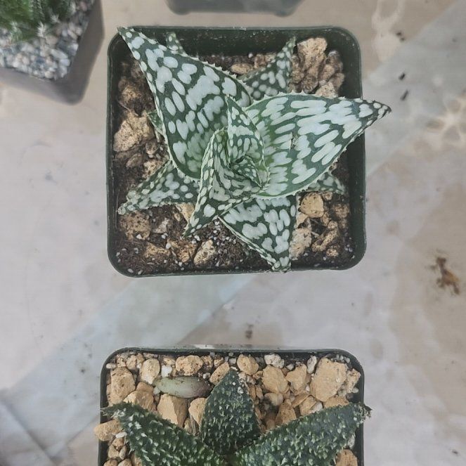 Photo of the plant species Aloe 'White Storm' by @YummyMostii84 named Marley on Greg, the plant care app