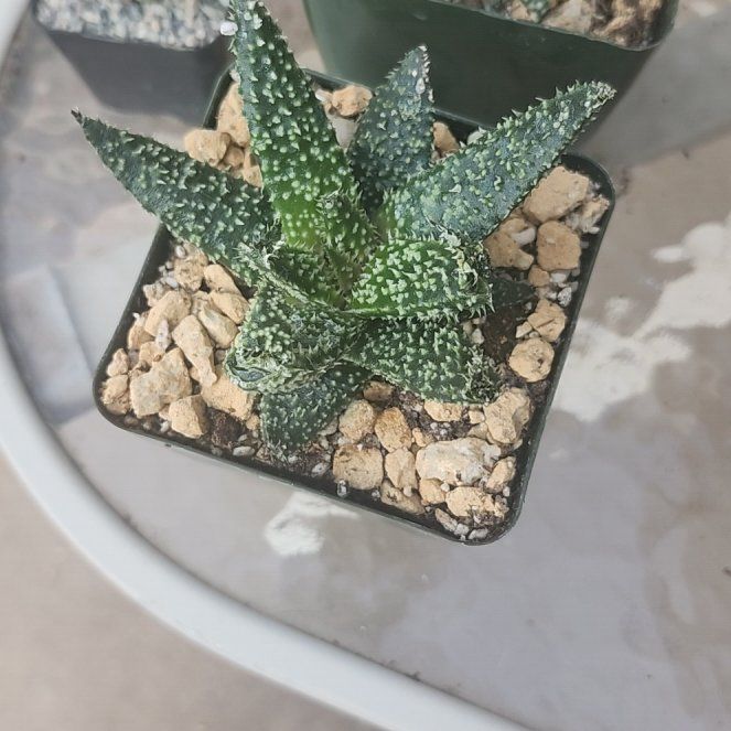 Photo of the plant species Gasteraloe 'Tarantula' by @YummyMostii84 named Luna on Greg, the plant care app
