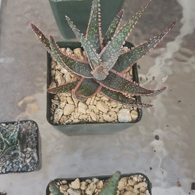 Photo of the plant species Aloe 'Purple People Eater' by @YummyMostii84 named Lola on Greg, the plant care app