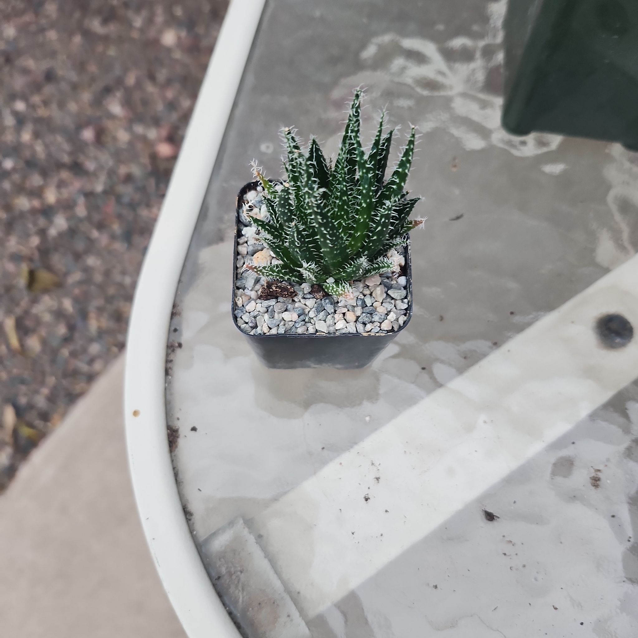 Photo of the plant species Haworthia-leaved Aloe by @YummyMostii84 named Lavender on Greg, the plant care app