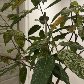 Photo of the plant species Clown Fig by @CourtsPlants28 named Jackie O on Greg, the plant care app