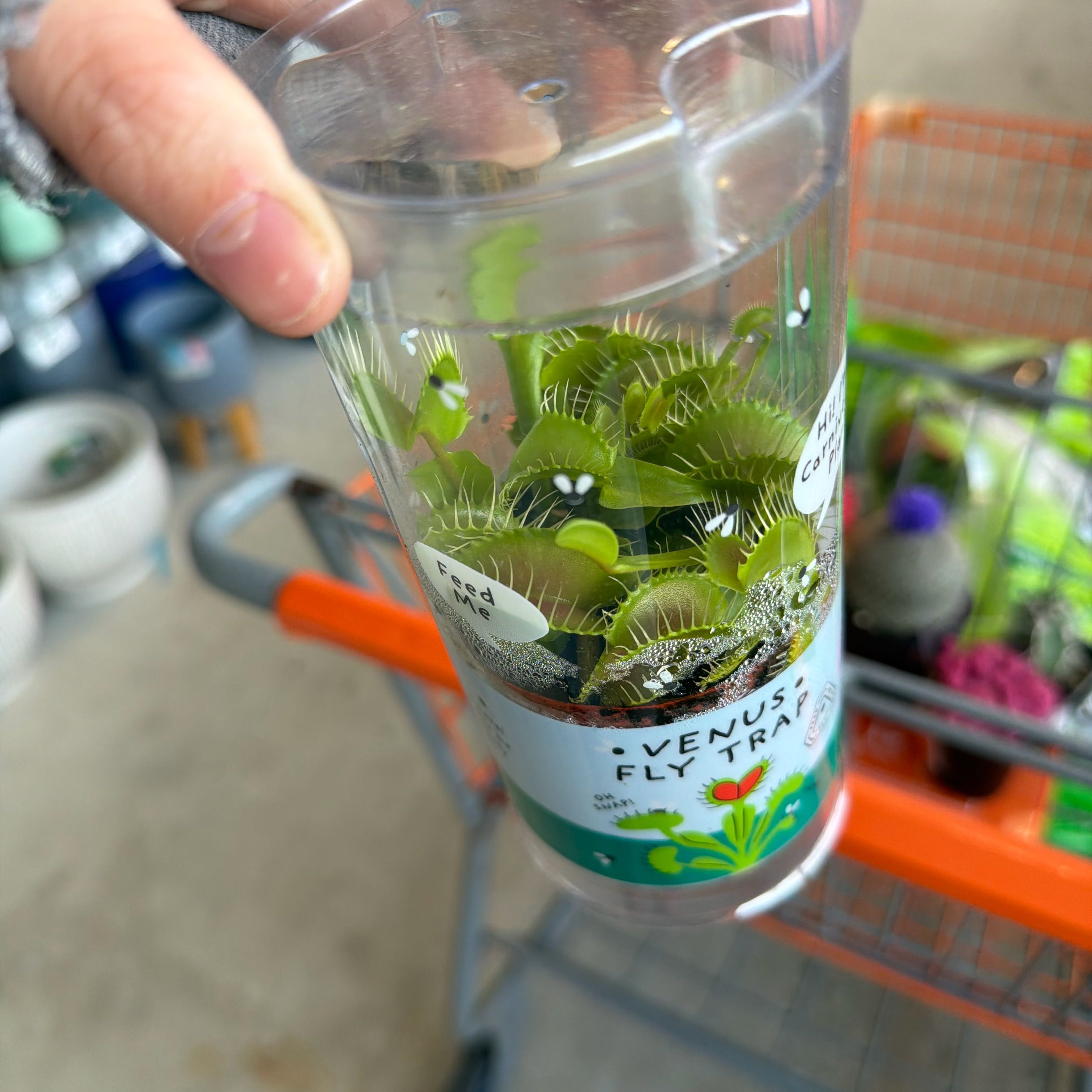 Photo of the plant species Dionaea muscipula 'B-52' by @StrongGinger15 named Oscar on Greg, the plant care app