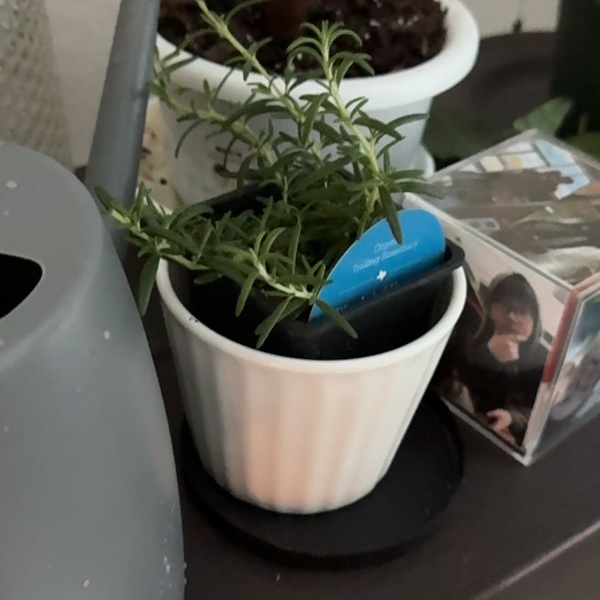 Photo of the plant species Trailing Rosemary by @FunCilantro64 named Rosie Mary on Greg, the plant care app