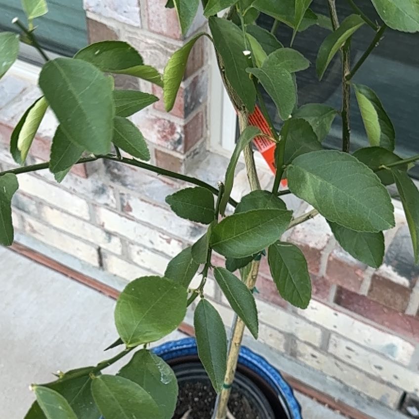 Photo of the plant species Bearss Lime by @FunCilantro64 named Greenie on Greg, the plant care app