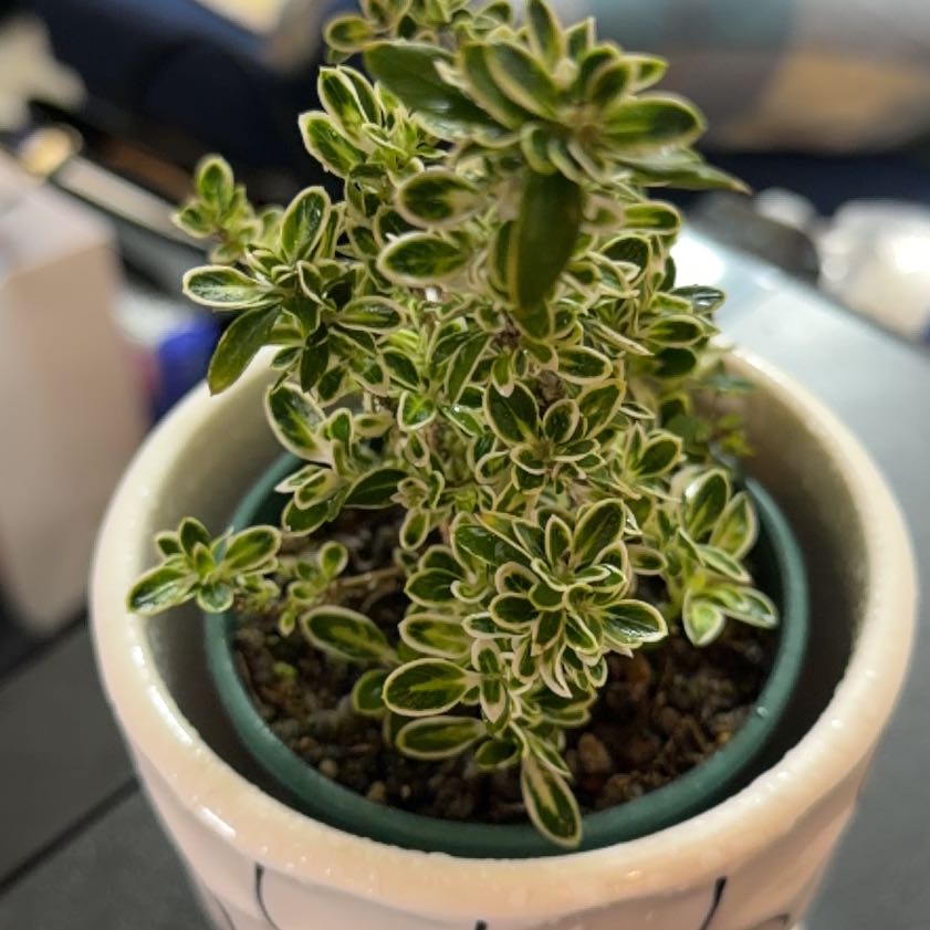 Photo of the plant species Snowrose by @FitLemonfern66 named Shiro on Greg, the plant care app