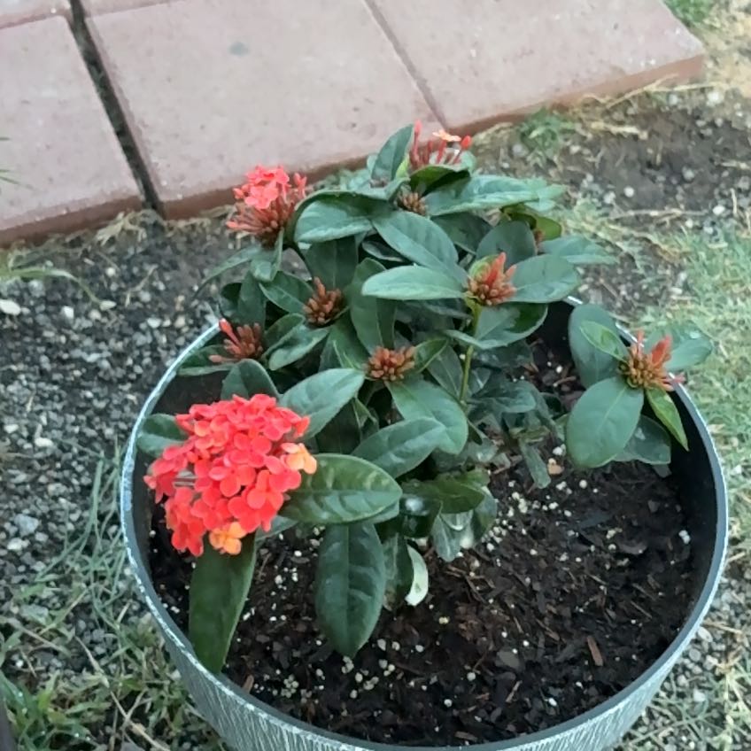 Photo of the plant species Chinese Ixora by @MerryIcarus25 named Taylor Swift on Greg, the plant care app