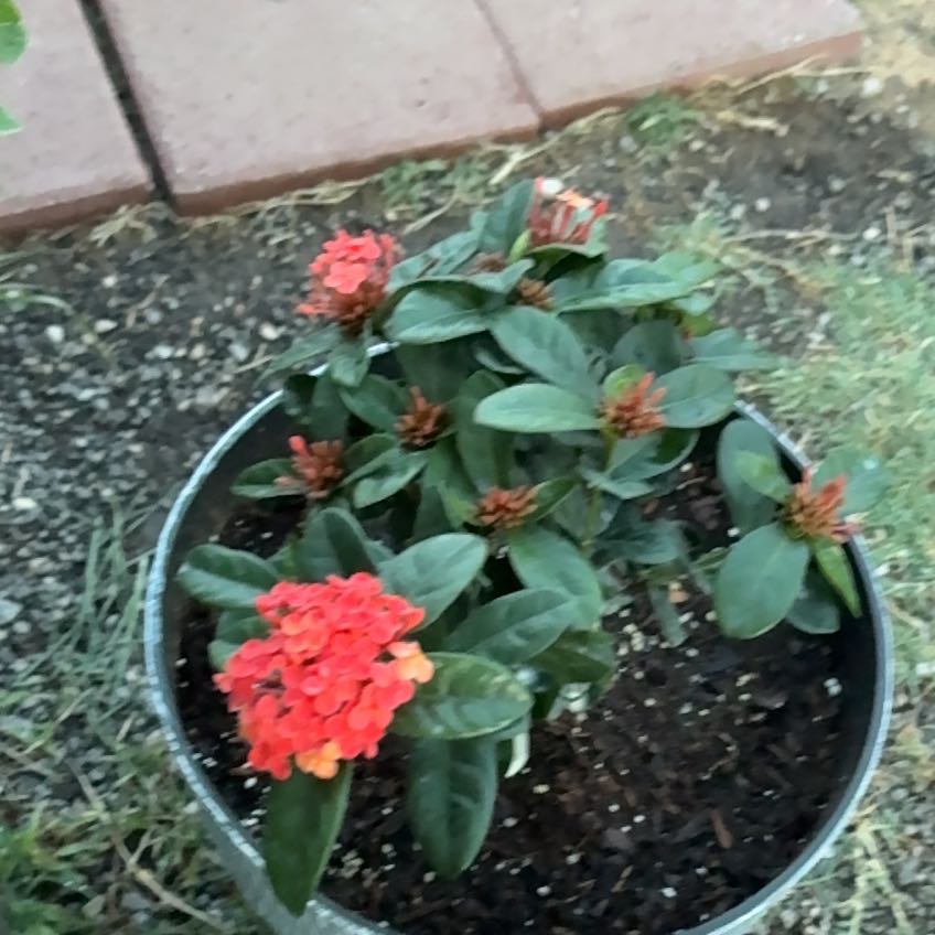 Photo of the plant species Maui Red by @MerryIcarus25 named Forrest on Greg, the plant care app