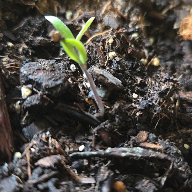 Photo of the plant species Cheesemans Spider Orchid by @ProChosmo44 named Bruce Lee on Greg, the plant care app