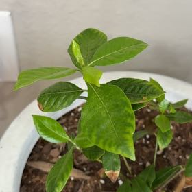 Photo of the plant species Common Gardenia by @GlossyCatnip79 named Dolores on Greg, the plant care app