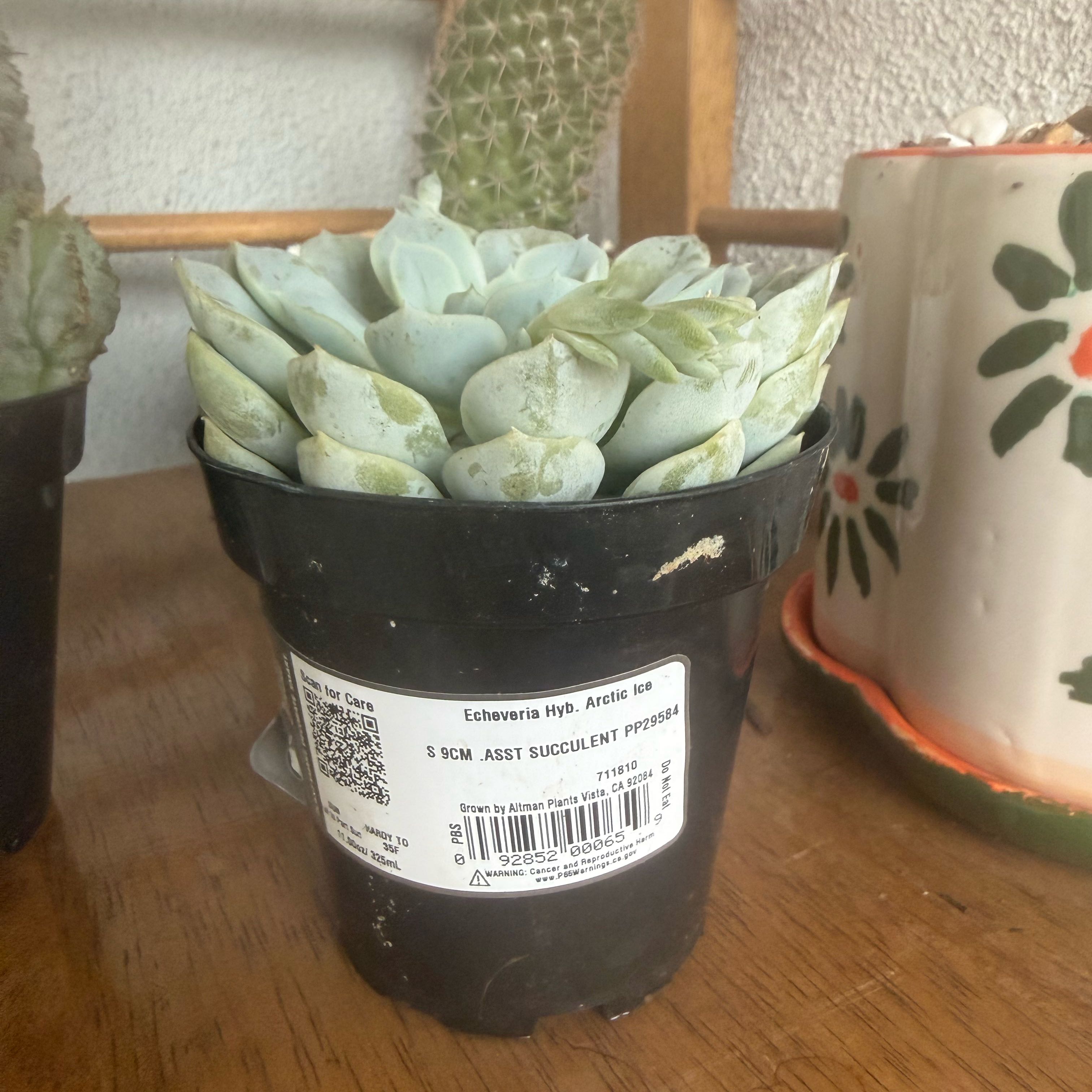 Photo of the plant species Echeveria by @MerryTule33 named Remington on Greg, the plant care app