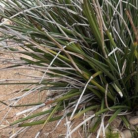 Photo of the plant species Our Lord's Candle by @ProudWoreya1 named Apollo on Greg, the plant care app