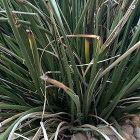 Photo of the plant species Our Lord's Candle by @ProudWoreya1 named Harmony on Greg, the plant care app