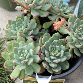 Photo of the plant species Sedeveria 'Blue Elf' by @FunNapaea90 named Sage on Greg, the plant care app