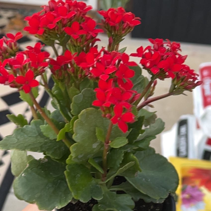 Photo of the plant species Kalanchoe blossfeldiana 'Lena' by @FunNapaea90 named Drake on Greg, the plant care app