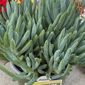 Photo of the plant species Blue Chalk Stick by @FunNapaea90 named Scarlett on Greg, the plant care app